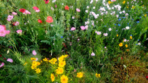 a field of wildflowers opening in the morning warmth.